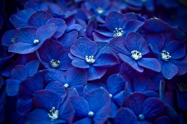 壁紙 blue flowers opera アドオン