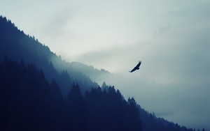 Ikona pro The Eagle