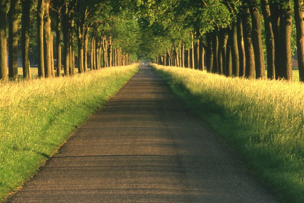 green path wallpaper opera