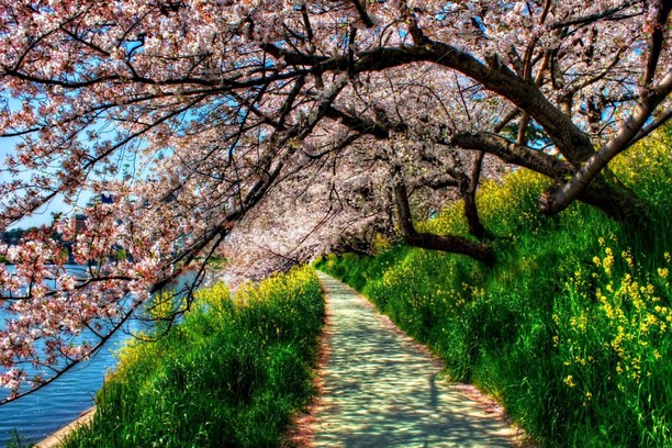 Beauty Path Tapet Dobavki Za Opera