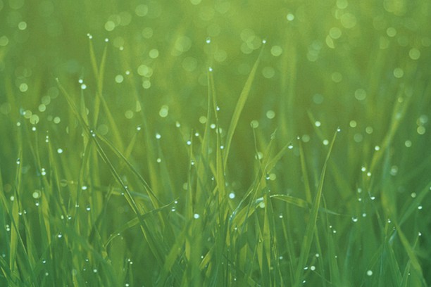 grass wallpaper opera add ons