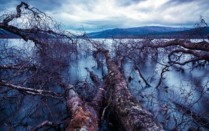 Ikon for Trees Lake