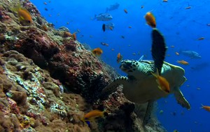 Ikona pro SeaTurtle