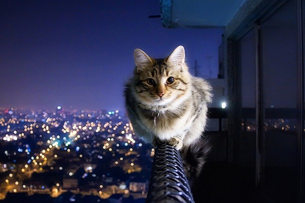 Brave Cat Wallpaper Opera Add Ons