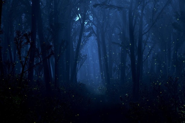 fireflies wallpaper