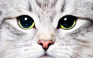 Ikona pro Cat