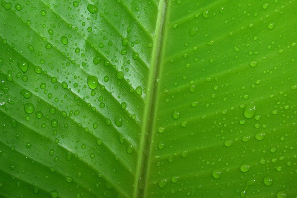 Cinnamon 1.8 wallpaper - Opera add-ons