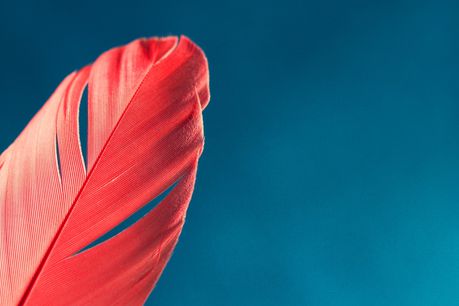 Red Feathers wallpaper - Opera add-ons