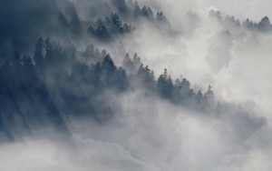 Icon for Misty Forest