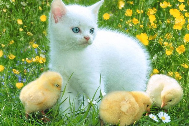 Cute Cat Wallpaper Opera Add Ons
