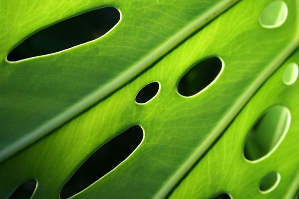 Get Wallpaper Monstera Deliciosa Wallpaper Add On Opera For iPhone Free
