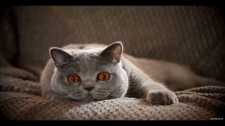 Cat on the couch wallpaper - Opera add-ons