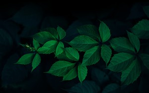 Icon for Green Leafs – Rodion Kutsaev