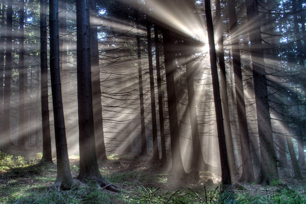 Sun Shining Through Trees Wallpaper Opera Add Ons