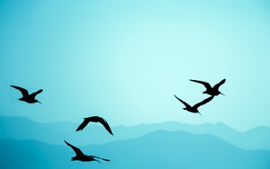 Icon for Birds